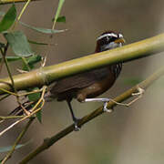 Streak-breasted Scimitar Babbler