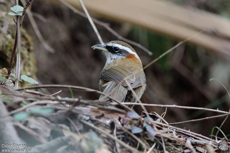 Streak-breasted Scimitar Babbleradult, close-up portrait