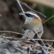 Streak-breasted Scimitar Babbler