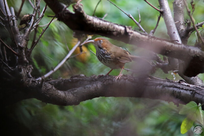 Pomatorhin chanteuradulte, identification