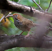 Black-streaked Scimitar Babbler