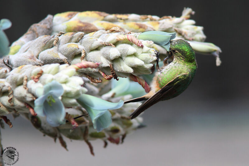 Black-tailed Trainbearer female, identification, feeding habits