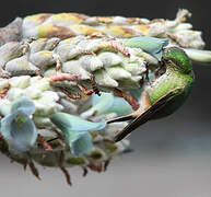 Black-tailed Trainbearer