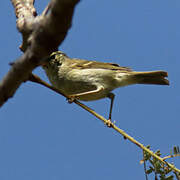 Two-barred Warbler