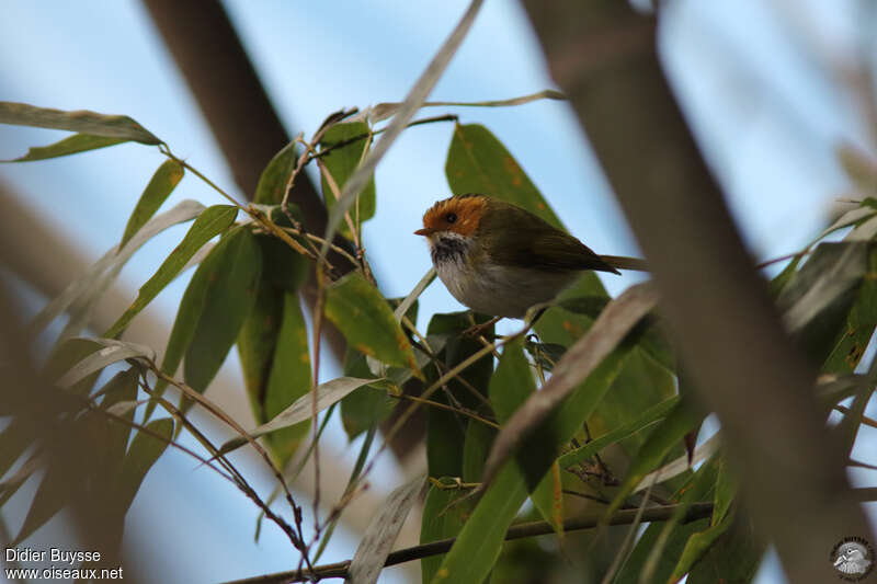 Rufous-faced Warbleradult, habitat, pigmentation