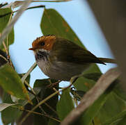 Rufous-faced Warbler