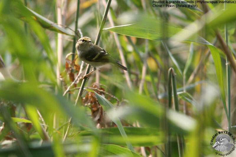 Yellow-browed Warbler