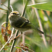 Yellow-browed Warbler