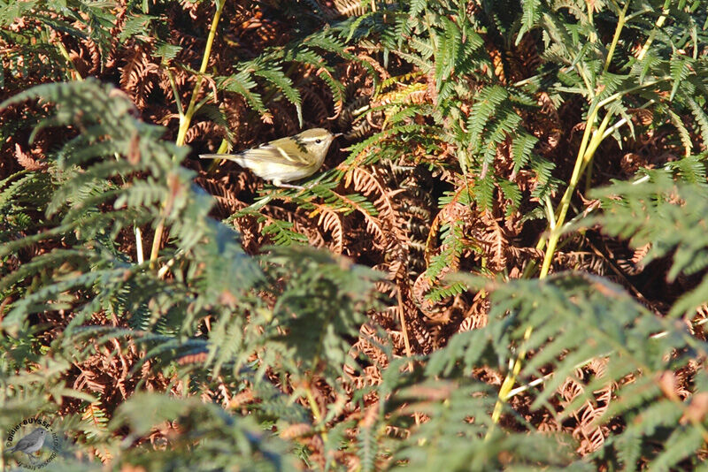 Pouillot à grands sourcils, identification