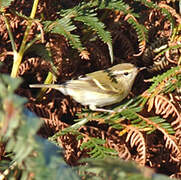 Yellow-browed Warbler