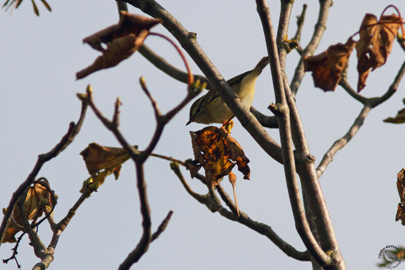 Pouillot à grands sourcilsadulte, identification