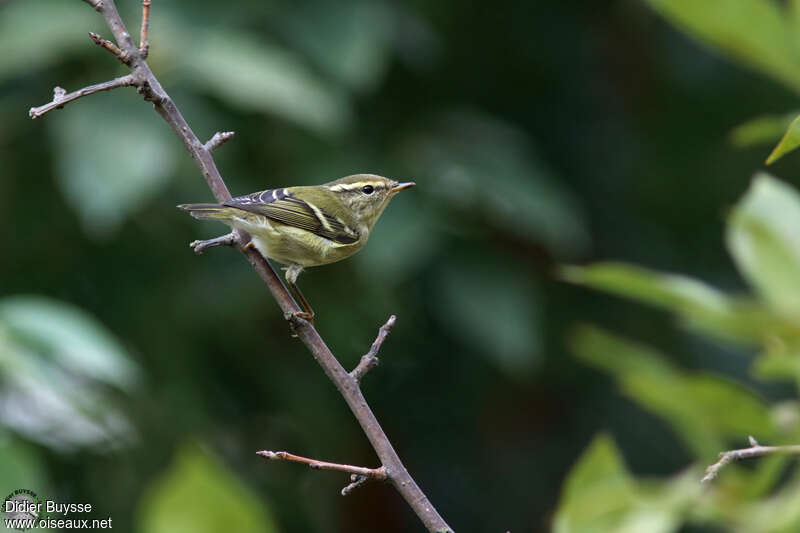 Pouillot à grands sourcilsadulte, identification