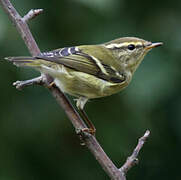 Yellow-browed Warbler