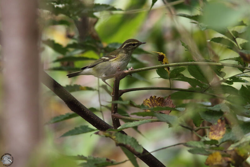 Pouillot à grands sourcilsadulte, identification