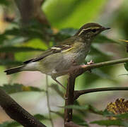 Yellow-browed Warbler