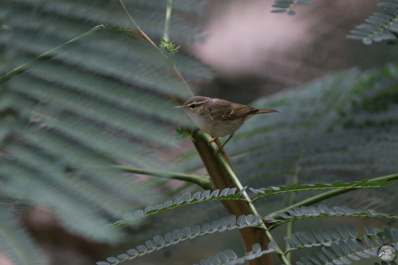 Pale-legged Leaf Warbleradult, identification