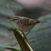 Pale-legged Leaf Warbler