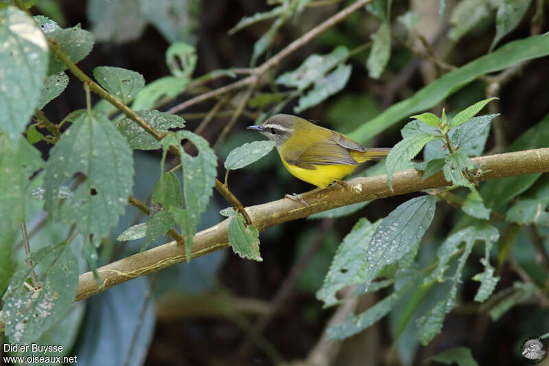 Yellow-bellied Warbleradult, identification