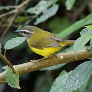 Yellow-bellied Warbler