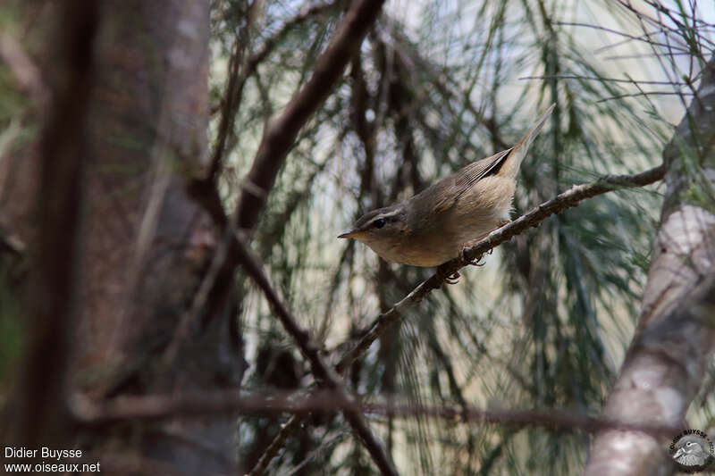 Pouillot brun, identification