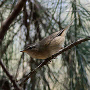 Dusky Warbler