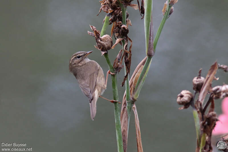 Dusky Warbleradult, identification