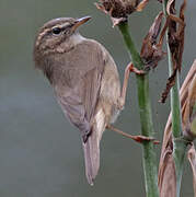 Dusky Warbler