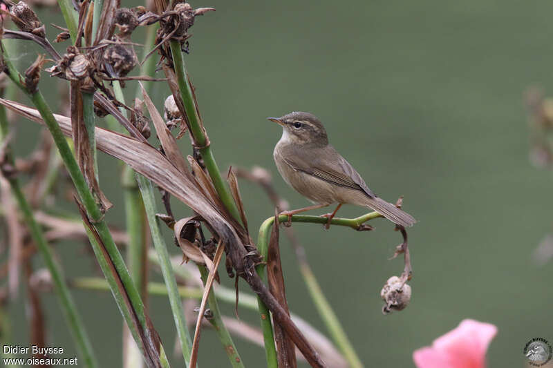 Dusky Warbleradult, identification, pigmentation, Behaviour