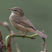 Dusky Warbler