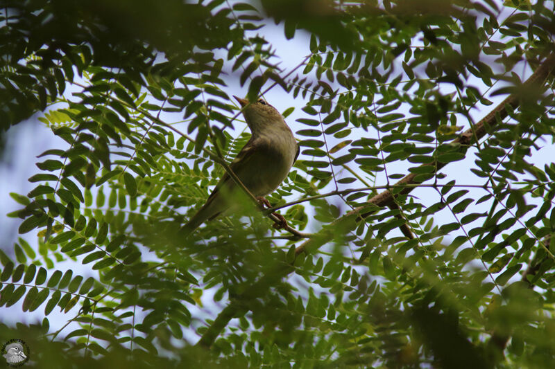 Pouillot de Blythadulte, identification