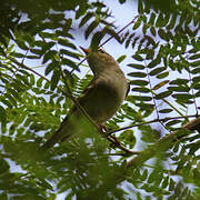 Blyth's Leaf Warbler