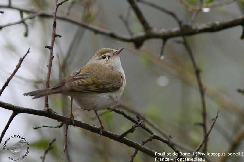 Western Bonelli's Warbler male adult breeding