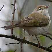 Western Bonelli's Warbler