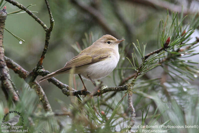 Pouillot de Bonelli mâle adulte nuptial, identification