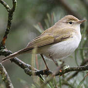 Western Bonelli's Warbler