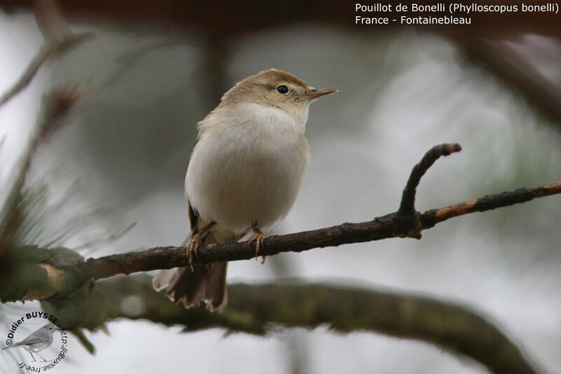 Pouillot de Bonelli mâle adulte nuptial