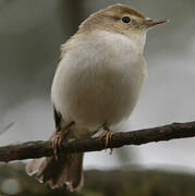 Western Bonelli's Warbler