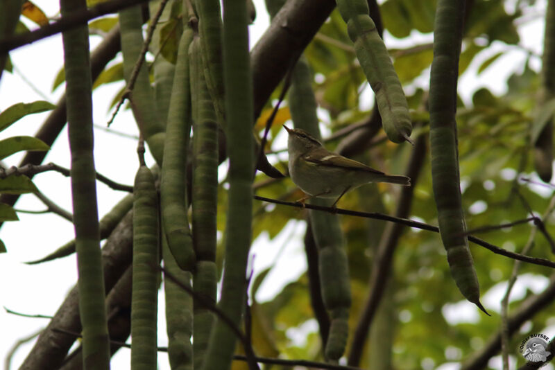 Pouillot de Claudiaadulte, identification