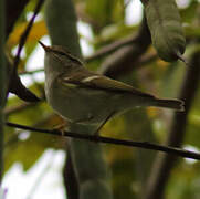 Claudia's Leaf Warbler