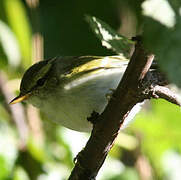 Claudia's Leaf Warbler