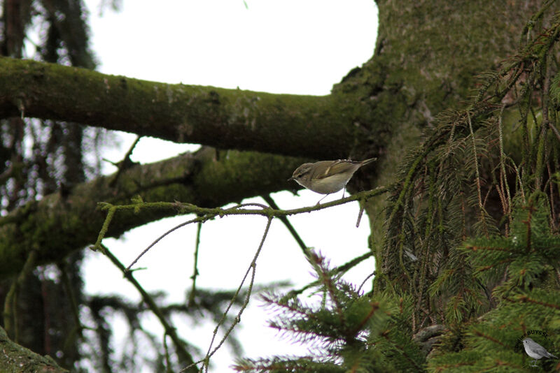 Pouillot de Humeadulte, identification