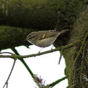 Hume's Leaf Warbler