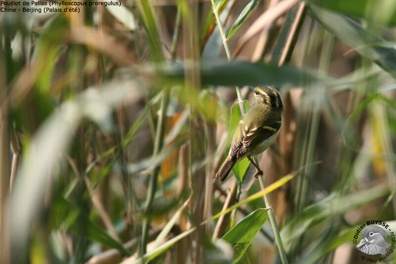 Pallas's Leaf Warbleradult