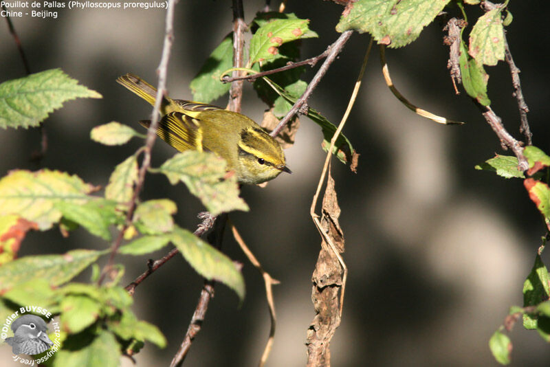 Pallas's Leaf Warbler