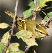 Pallas's Leaf Warbler