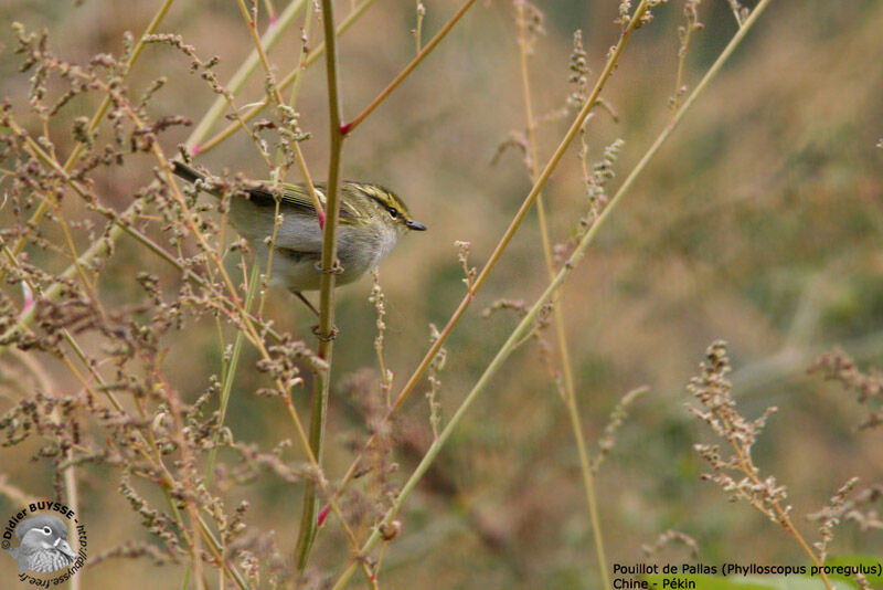 Pallas's Leaf Warbler