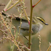 Pallas's Leaf Warbler