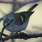 Pallas's Leaf Warbler