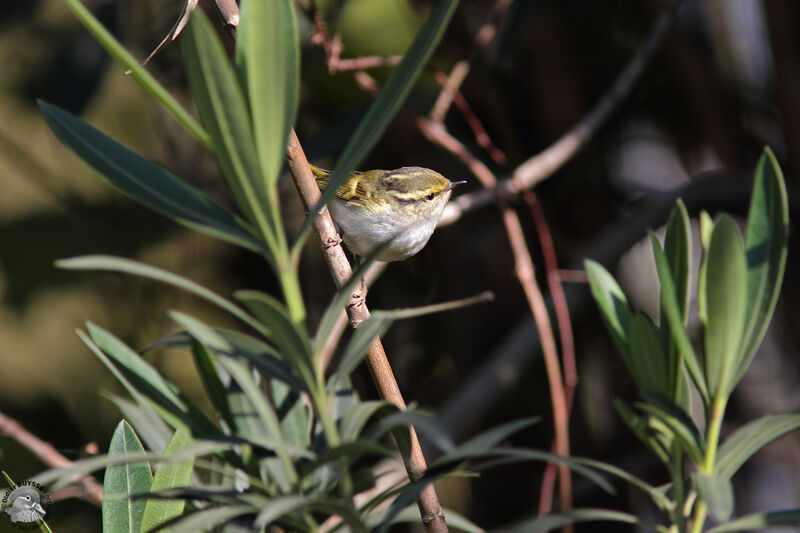 Pallas's Leaf Warbler, identification