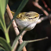 Pallas's Leaf Warbler